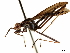  (Scipopus lateralis - debu01088999)  @11 [ ] CreativeCommons - Attribution (2019) CBG Photography Group Centre for Biodiversity Genomics