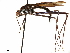  ( - debu01089002)  @11 [ ] CreativeCommons - Attribution (2019) CBG Photography Group Centre for Biodiversity Genomics