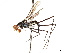 ( - debu01089004)  @11 [ ] CreativeCommons - Attribution (2019) CBG Photography Group Centre for Biodiversity Genomics