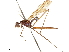 (Scipopus fraudator - debu01089008)  @11 [ ] CreativeCommons - Attribution (2019) CBG Photography Group Centre for Biodiversity Genomics