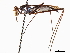  ( - debu01089017)  @11 [ ] CreativeCommons - Attribution (2019) CBG Photography Group Centre for Biodiversity Genomics