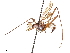  (Scipopus brunneus - debu01089018)  @11 [ ] CreativeCommons - Attribution (2019) CBG Photography Group Centre for Biodiversity Genomics