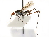 (Scipopus melaneuris - debu01089019)  @11 [ ] CreativeCommons - Attribution (2019) CBG Photography Group Centre for Biodiversity Genomics