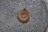  ( - BC ZSM MYR 00091)  @13 [ ] CreativeCommons - Attribution Non-Commercial Share-Alike (2010) Unspecified SNSB, Zoologische Staatssammlung Muenchen