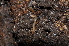  ( - BC ZSM MYR 00093)  @13 [ ] CreativeCommons - Attribution Non-Commercial Share-Alike (2010) Unspecified SNSB, Zoologische Staatssammlung Muenchen