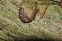  ( - BC ZSM MYR 00112)  @12 [ ] CreativeCommons - Attribution Non-Commercial Share-Alike (2010) Unspecified SNSB, Zoologische Staatssammlung Muenchen