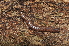  (Craspedosoma taurinorum - BC ZSM MYR 00124)  @14 [ ] CreativeCommons - Attribution Non-Commercial Share-Alike (2010) Unspecified SNSB, Zoologische Staatssammlung Muenchen