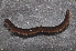  ( - BC ZSM MYR 00168)  @11 [ ] CreativeCommons - Attribution Non-Commercial Share-Alike (2010) Unspecified SNSB, Zoologische Staatssammlung Muenchen