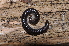  ( - BC ZSM MYR 00185)  @11 [ ] CreativeCommons - Attribution Non-Commercial Share-Alike (2010) Unspecified SNSB, Zoologische Staatssammlung Muenchen