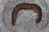  ( - BC ZSM MYR 00186)  @11 [ ] CreativeCommons - Attribution Non-Commercial Share-Alike (2010) Unspecified SNSB, Zoologische Staatssammlung Muenchen