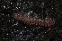  ( - BC ZSM MYR 00252)  @13 [ ] CreativeCommons - Attribution Non-Commercial Share-Alike (2010) Unspecified SNSB, Zoologische Staatssammlung Muenchen