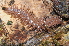  ( - BC ZSM MYR 00254)  @14 [ ] CreativeCommons - Attribution Non-Commercial Share-Alike (2010) Unspecified SNSB, Zoologische Staatssammlung Muenchen
