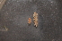  ( - BC ZSM MYR 00262)  @12 [ ] CreativeCommons - Attribution Non-Commercial Share-Alike (2010) Unspecified SNSB, Zoologische Staatssammlung Muenchen