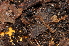  (Melogona gallica - BC ZSM MYR 00282)  @13 [ ] CreativeCommons - Attribution Non-Commercial Share-Alike (2010) Unspecified SNSB, Zoologische Staatssammlung Muenchen