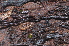  ( - BC ZSM MYR 00283)  @13 [ ] CreativeCommons - Attribution Non-Commercial Share-Alike (2010) Unspecified SNSB, Zoologische Staatssammlung Muenchen