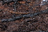  ( - BC ZSM MYR 00284)  @13 [ ] CreativeCommons - Attribution Non-Commercial Share-Alike (2010) Unspecified SNSB, Zoologische Staatssammlung Muenchen