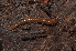  (Orthochordeumella fulva - BC ZSM MYR 00304)  @11 [ ] CreativeCommons - Attribution Non-Commercial Share-Alike (2010) Joerg Spelda SNSB, Zoologische Staatssammlung Muenchen