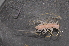  ( - BC ZSM MYR 00476)  @11 [ ] CreativeCommons - Attribution Non-Commercial Share-Alike (2010) Joerg Spelda SNSB, Zoologische Staatssammlung Muenchen