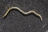  ( - BC ZSM MYR 00486)  @11 [ ] CreativeCommons - Attribution Non-Commercial Share-Alike (2010) Joerg Spelda SNSB, Zoologische Staatssammlung Muenchen