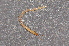  ( - BC ZSM MYR 00520)  @11 [ ] CreativeCommons - Attribution Non-Commercial Share-Alike (2010) Joerg Spelda SNSB, Zoologische Staatssammlung Muenchen