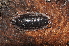  ( - BC ZSM MYR 00530)  @11 [ ] CreativeCommons - Attribution Non-Commercial Share-Alike (2010) Joerg Spelda SNSB, Zoologische Staatssammlung Muenchen