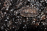  ( - BC ZSM MYR 00531)  @11 [ ] CreativeCommons - Attribution Non-Commercial Share-Alike (2010) Joerg Spelda SNSB, Zoologische Staatssammlung Muenchen