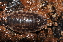  ( - BC ZSM MYR 00532)  @11 [ ] CreativeCommons - Attribution Non-Commercial Share-Alike (2010) Joerg Spelda SNSB, Zoologische Staatssammlung Muenchen