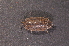  ( - BC ZSM MYR 00553)  @11 [ ] CreativeCommons - Attribution Non-Commercial Share-Alike (2010) Joerg Spelda SNSB, Zoologische Staatssammlung Muenchen