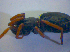 ( - ZSM-BCARACH00512b)  @11 [ ] CreativeCommons  Attribution Non-Commercial Share-Alike (2015) SNSB (Staatliche Naurwissenschaftliche Sammlungen Bayerns) ZSM (Zoologische Staatssammlung Muenchen)