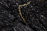  ( - BC ZSM MYR 00498)  @12 [ ] CreativeCommons - Attribution Non-Commercial Share-Alike (2010) Joerg Spelda SNSB, Zoologische Staatssammlung Muenchen