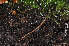  ( - BC ZSM MYR 00515)  @12 [ ] CreativeCommons - Attribution Non-Commercial Share-Alike (2010) Joerg Spelda SNSB, Zoologische Staatssammlung Muenchen