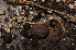  ( - BC ZSM MYR 00518)  @13 [ ] CreativeCommons - Attribution Non-Commercial Share-Alike (2010) Joerg Spelda SNSB, Zoologische Staatssammlung Muenchen