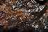  ( - BC ZSM MYR 00522)  @13 [ ] CreativeCommons - Attribution Non-Commercial Share-Alike (2010) Joerg Spelda SNSB, Zoologische Staatssammlung Muenchen
