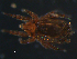  ( - CCDB-07434-41)  @14 [ ] CreativeCommons - Attribution (2011) Monica Young Centre for Biodiversity Genomics