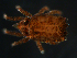 ( - CCDB-07441-81)  @13 [ ] CreativeCommons - Attribution (2011) Monica Young Centre for Biodiversity Genomics