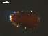  ( - MYMCA-04-18)  @12 [ ] CreativeCommons - Attribution (2011) Monica Young Centre for Biodiversity Genomics