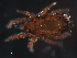  ( - BIOUG01063-93)  @13 [ ] CreativeCommons - Attribution (2011) Monica Young Centre for Biodiversity Genomics