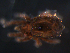  ( - BIOUG01064-66)  @12 [ ] CreativeCommons - Attribution (2011) Monica Young Centre for Biodiversity Genomics