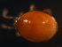  ( - BIOUG01068-83)  @12 [ ] CreativeCommons - Attribution (2011) Monica Young Centre for Biodiversity Genomics