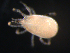  ( - BIOUG01070-01)  @12 [ ] CreativeCommons - Attribution (2011) Monica Young Centre for Biodiversity Genomics