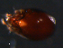  ( - BIOUG01097-40)  @12 [ ] CreativeCommons - Attribution (2011) Monica Young Centre for Biodiversity Genomics
