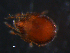 ( - BIOUG01100-23)  @12 [ ] CreativeCommons - Attribution (2011) Monica Young Centre for Biodiversity Genomics