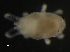  (Antennoseius sp. JCS07 - BIOUG01189-73)  @13 [ ] CreativeCommons - Attribution (2012) Monica Young Centre for Biodiversity Genomics
