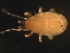  (Gamasellus sp. JCS09 - BIOUG01940-41)  @13 [ ] CreativeCommons - Attribution (2012) Monica Young Centre for Biodiversity Genomics