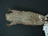  (Sigmodon - MAMX-049)  @13 [ ] Unspecified (default): All Rights Reserved  Unspecified Unspecified