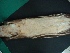  ( - MAMX-079)  @11 [ ] Unspecified (default): All Rights Reserved  Unspecified Unspecified