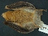  (Lampronycteris - MAMX-144)  @11 [ ] Unspecified (default): All Rights Reserved  Unspecified Unspecified