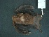 (Micronycteris - MAMX-146)  @14 [ ] Unspecified (default): All Rights Reserved  Unspecified Unspecified