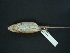  (Handleyomys melanotis - MAMX-240)  @11 [ ] Unspecified (default): All Rights Reserved  Unspecified Unspecified