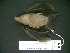  (Glyphonycteris - MAMX-277)  @11 [ ] Unspecified (default): All Rights Reserved  Unspecified Unspecified